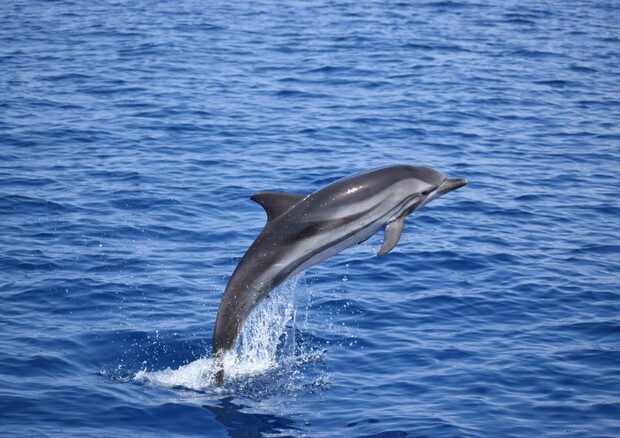 Intelligenza Artificiale Cetacei - Stenella striata, Golfo di Taranto - fonte CNR #riproduzione riservata)